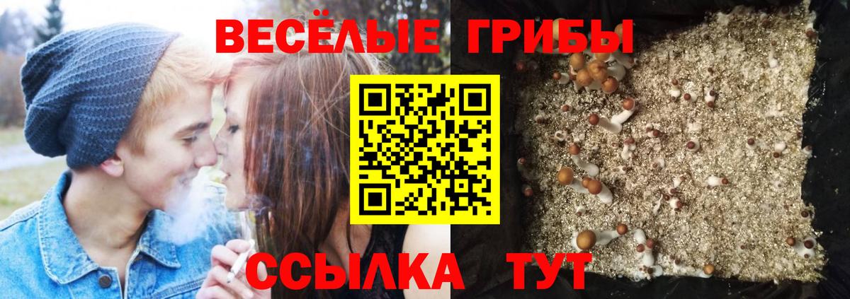 Псилоцибиновые грибы Psilocybe Приморско-Ахтарск